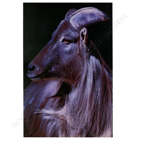 LG PORTRAIT OF HIMALAYAN THAR GOAT GLASS PRINT 800  x 1200mm