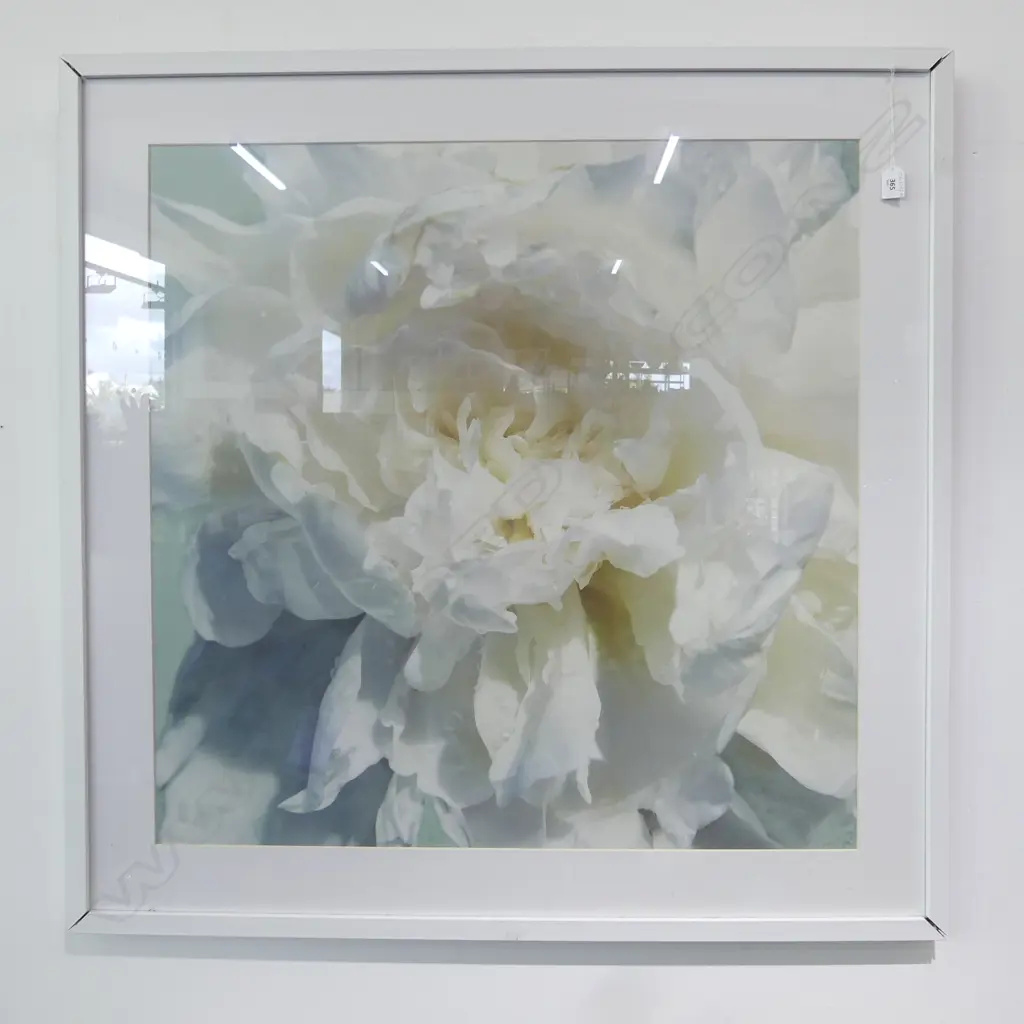 LG WHITE ROSE PRINT 800x800mm FRAME AF Image 1++