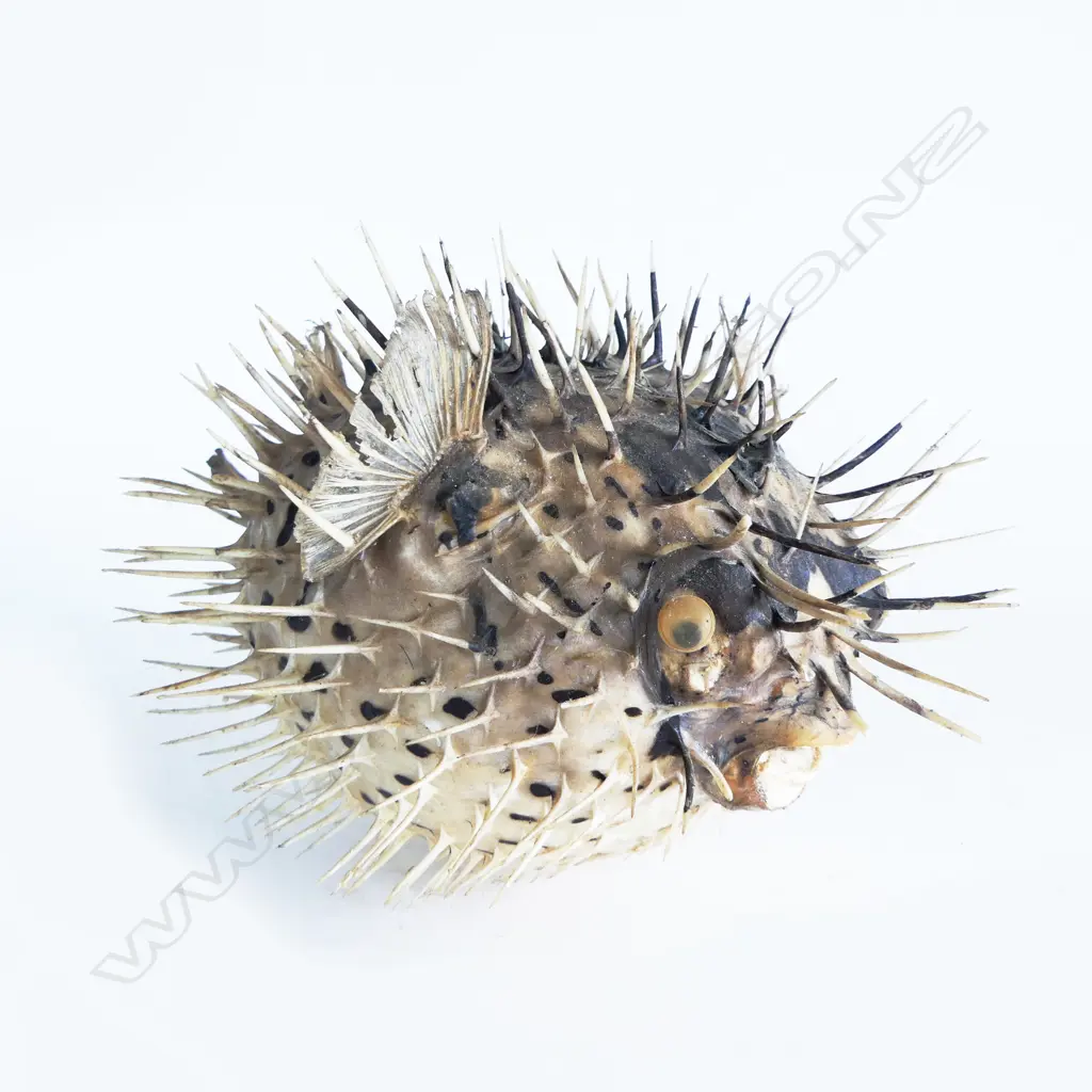 PUFFERFISH L.250mm Image 1++