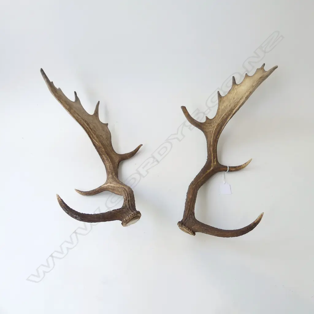 PR DEER ANTLERS L.480mm Image 1++