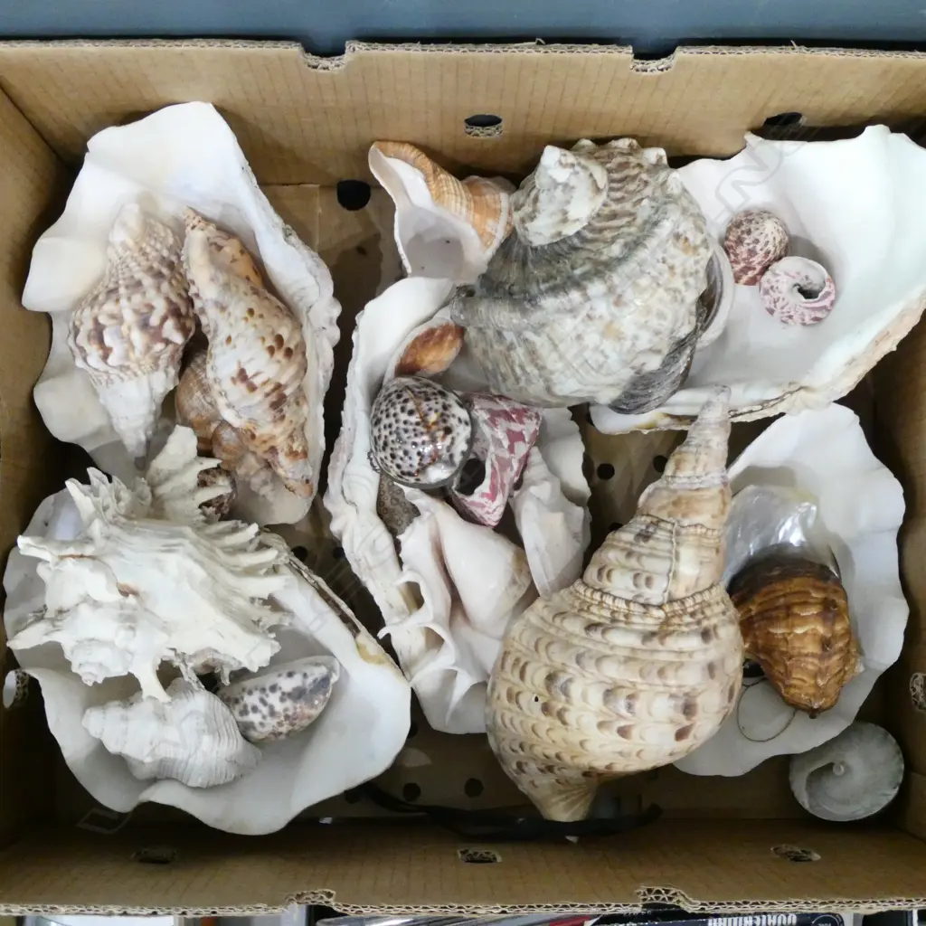 ASST. SHELLS Image 1++