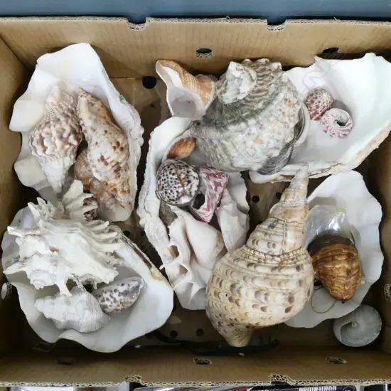 ASST. SHELLS