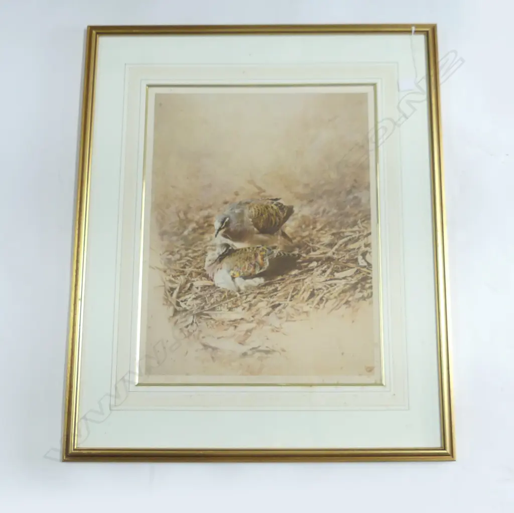 RAYMOND CHING 'BRONZED WINGED PIGEON' SIGNED PRINT 51/425 570x440mm foxing Image 1++
