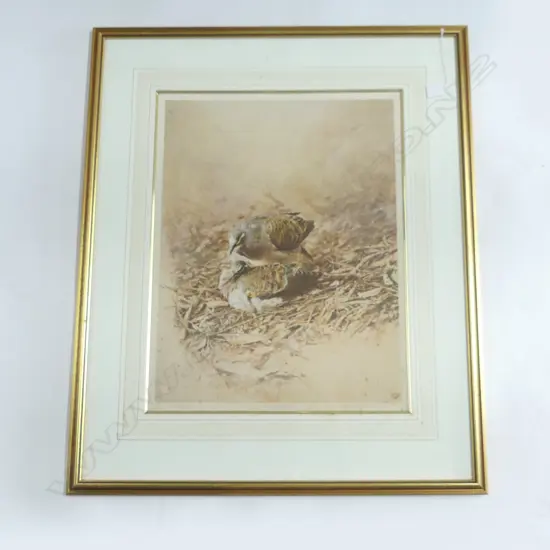 RAYMOND CHING 'BRONZED WINGED PIGEON' SIGNED PRINT 51/425 570x440mm foxing