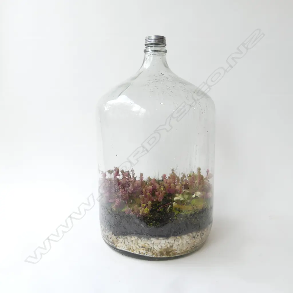 LG TERRARIUM - ORIG 1970S LG DEMIJOHN 3M BOTTLE, STAMPED 1977 TO BASE, H. 540MM Image 1++