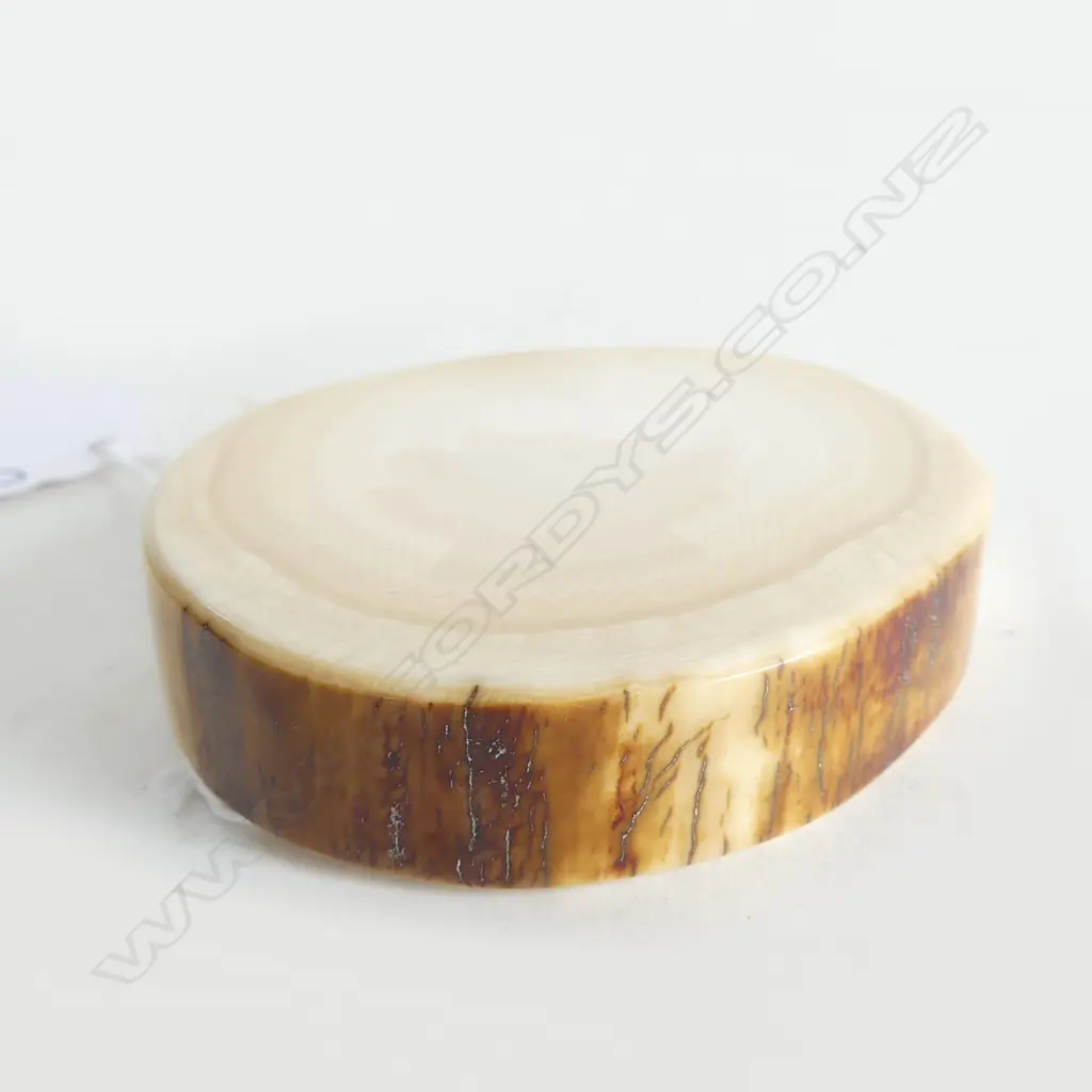 MAMMOTH TUSK IVORY POLISHED DISC SECTION 60 X 50MM Image 1++