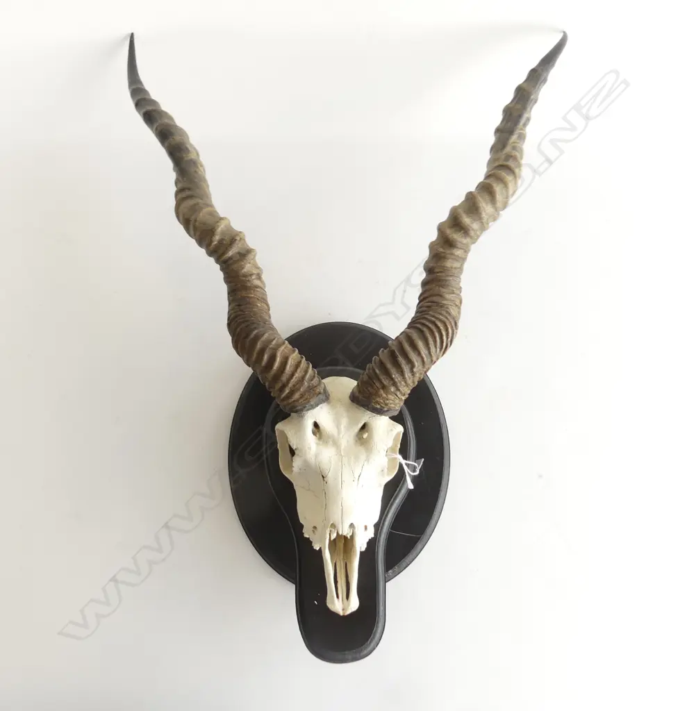 (C008) BLACK BUCK SKULL WITH LG SPIRAL HORNS fully mounted on wooden base Dim. 600 x 450 x 200mm. Texas 1996 Image 1++