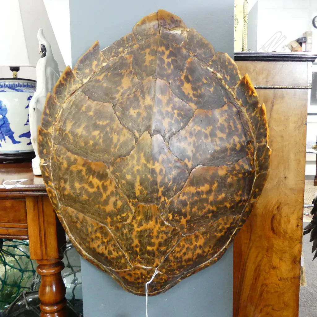LG TURTLE SHELL L.530mm Image 1++
