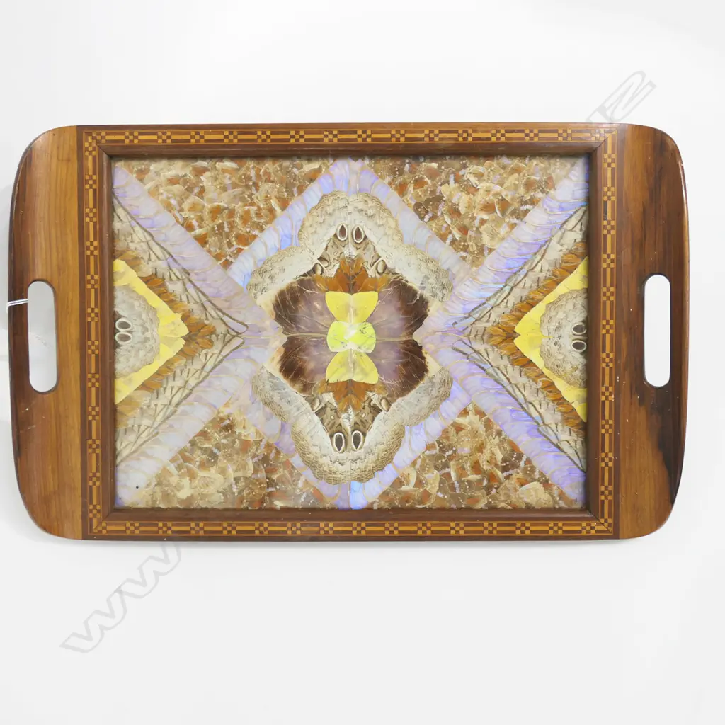 BUTTERFLY WING TRAY 340x530mm Image 1++