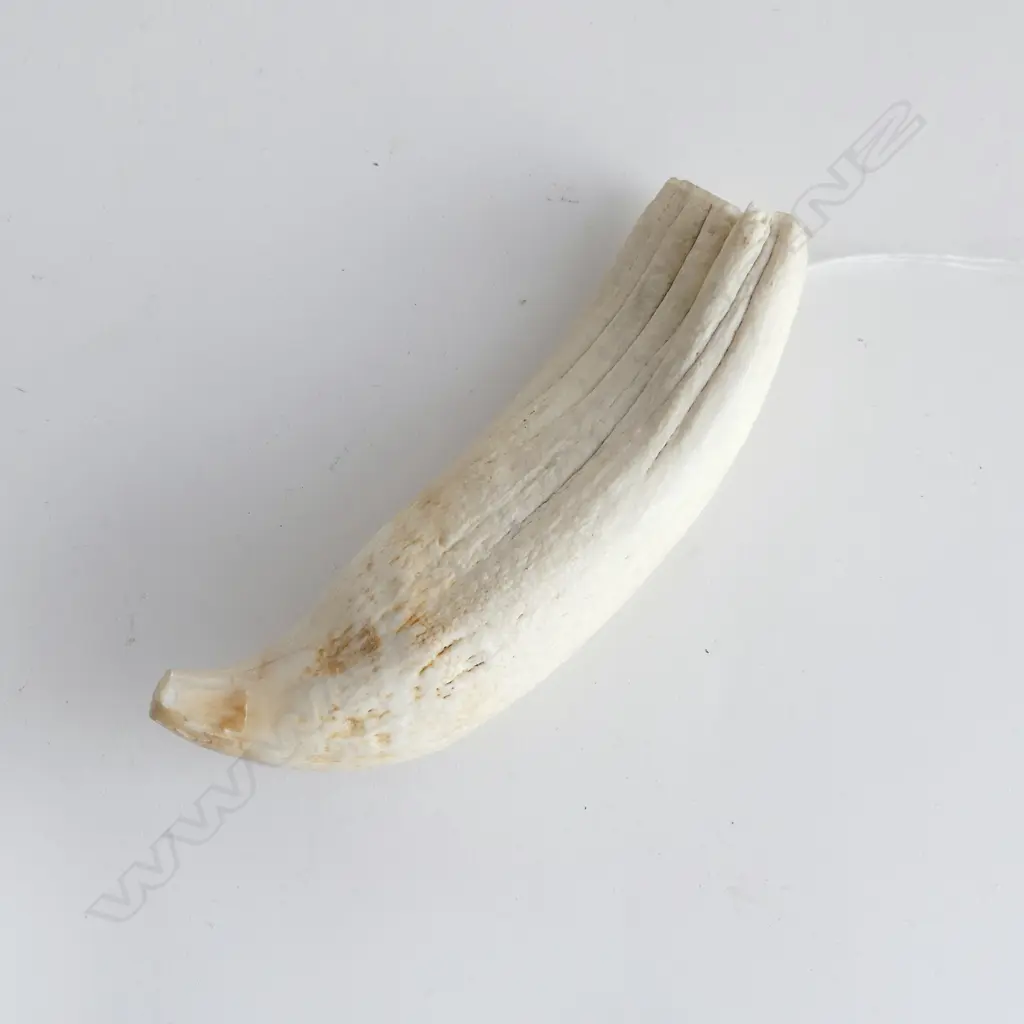 TABUA; With Natural Ground Point, L.150mm Image 1++