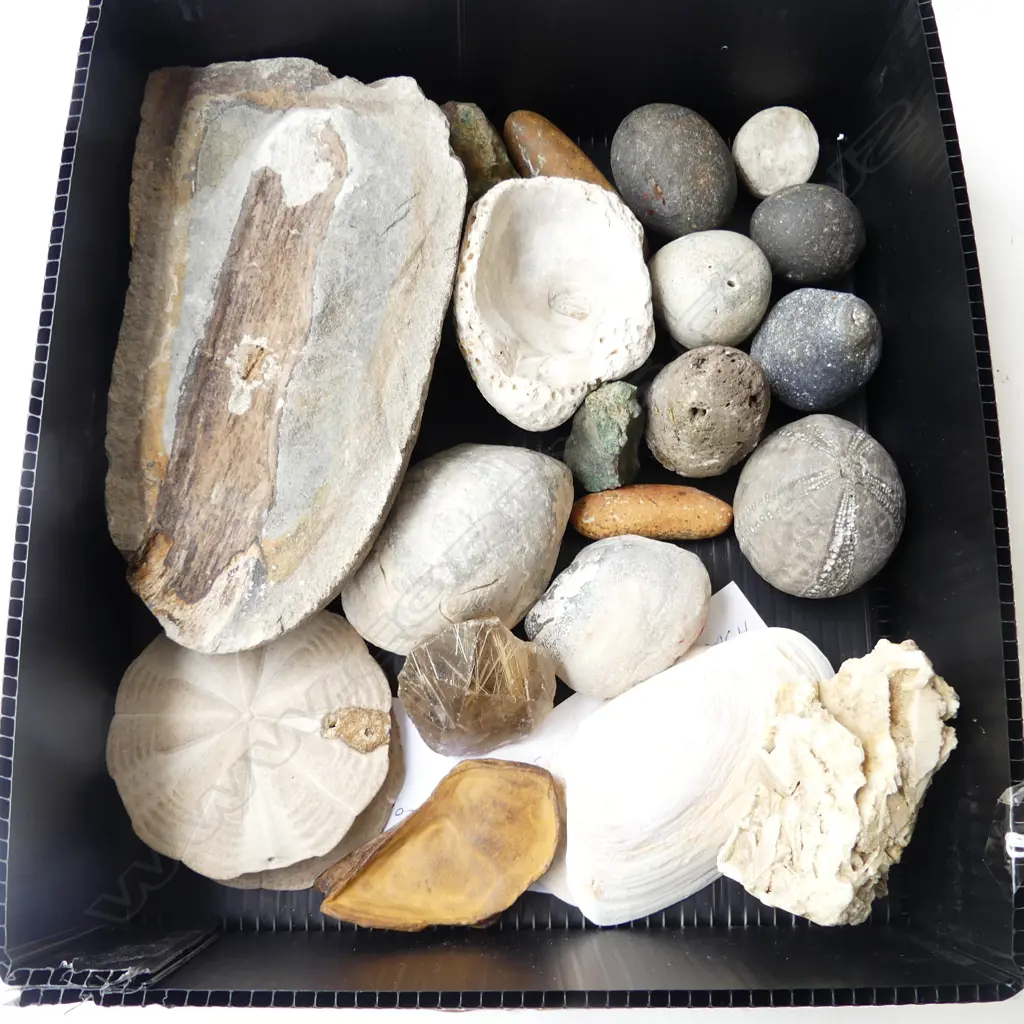 SMALL BOX ROCKS SHELLS & FOSSILS Image 1++