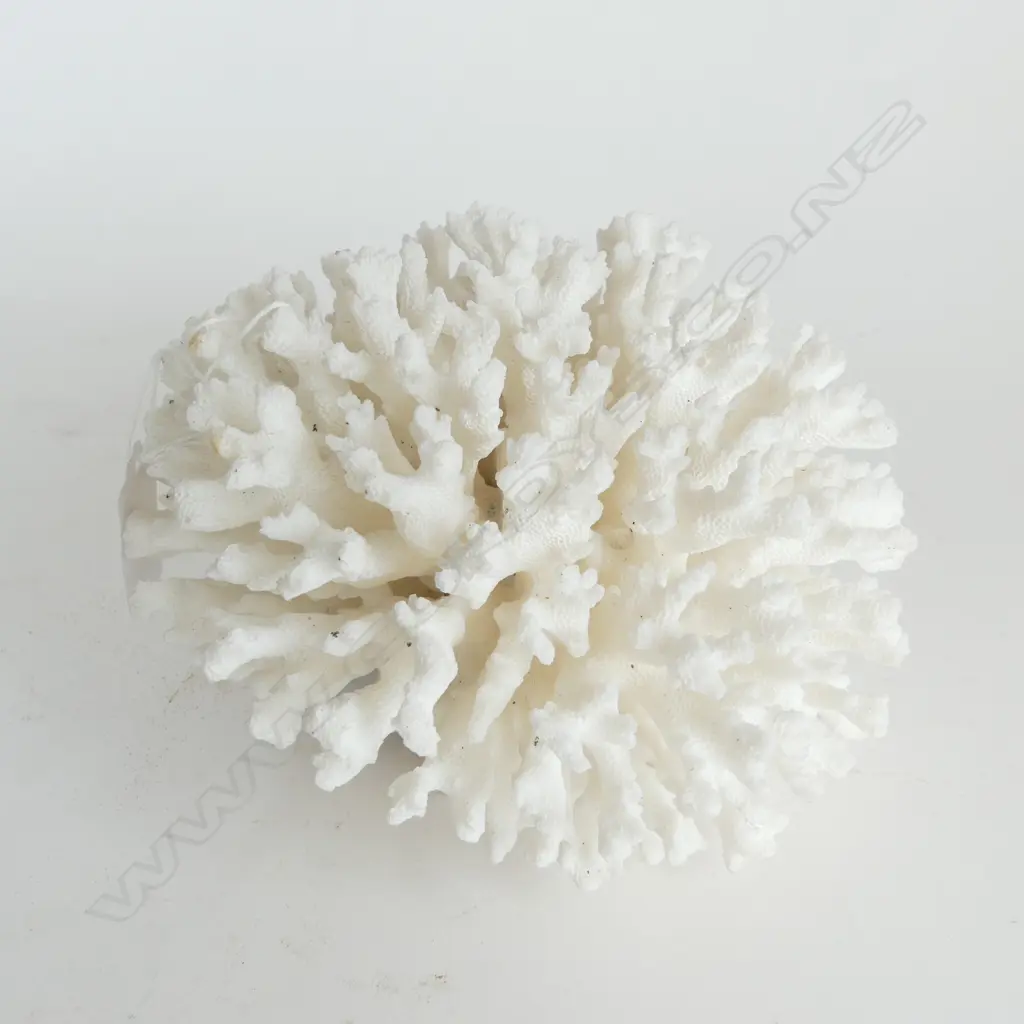 LG. WHITE CORAL CLUSTER W.160mm Image 1++