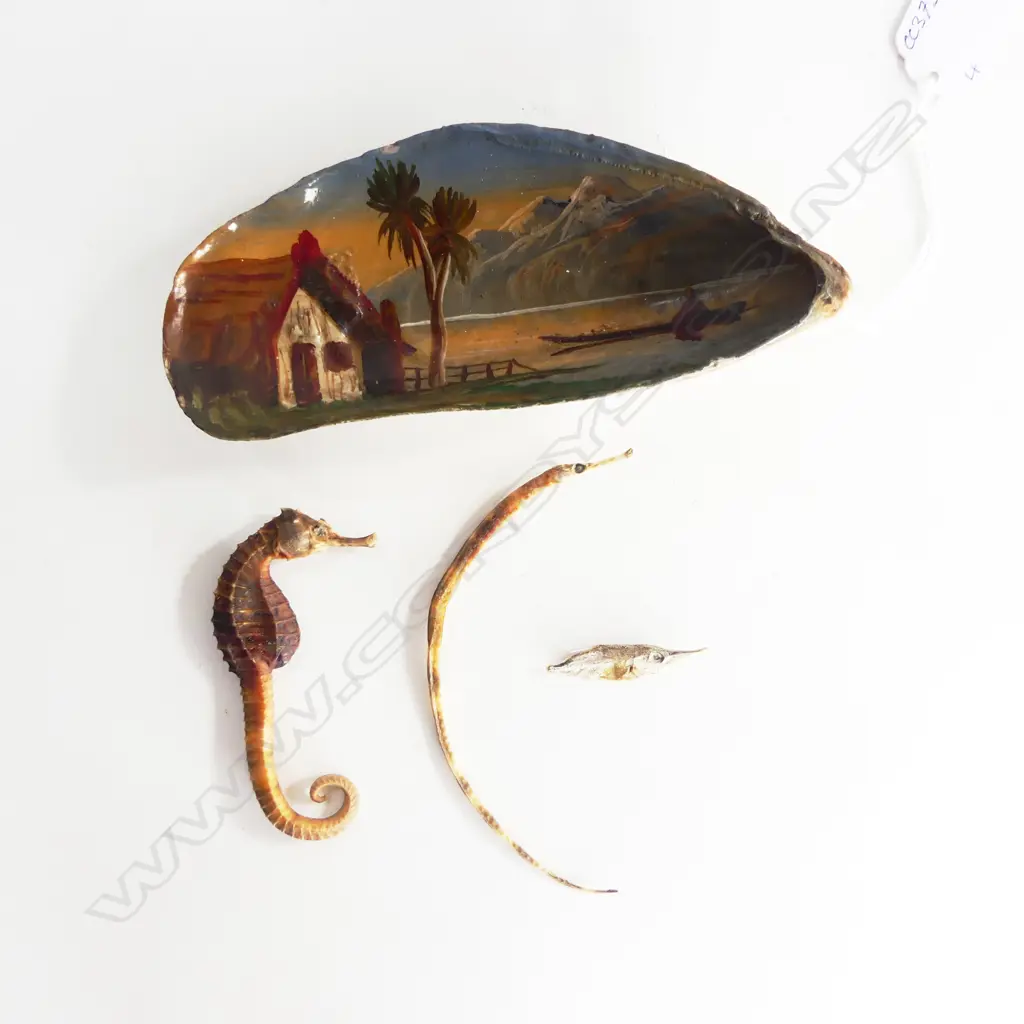 N.Z. PAINTED MUSSEL SHELL w. MAORI MOTIF L.145mm, 2 SEAHORSE & OTHER Image 1++