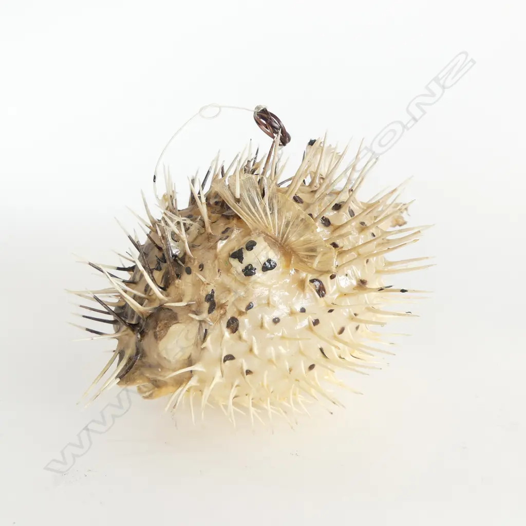 TAXIDERMY PUFFER FISH L.210mm Image 1++