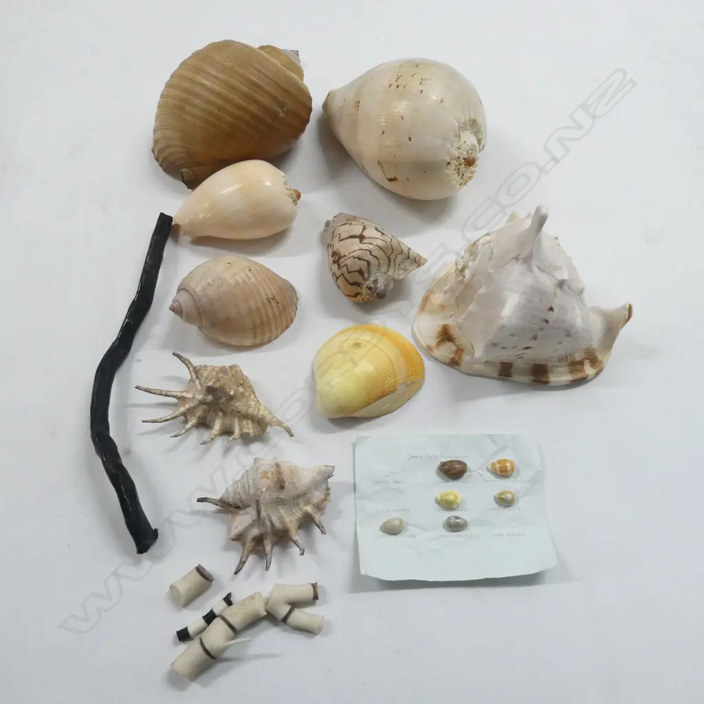 9 MEDIUM & LARGE SHELLS etc Image 1++