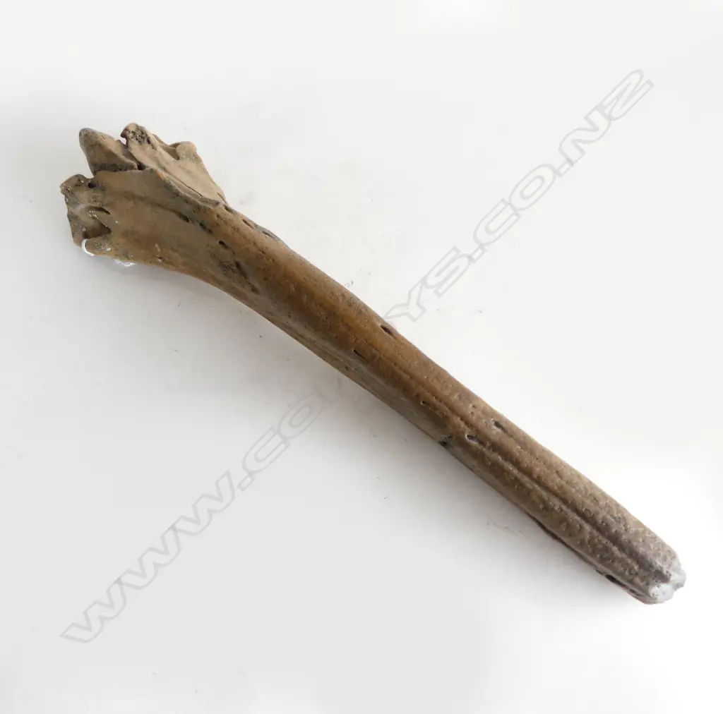 MESOPLODON FOSSILISED BONE L.510mm Image 1++