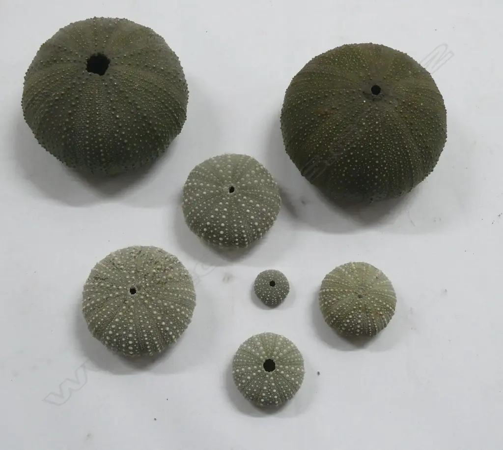 7 ASST. SEA URCHINS; W.120mm Image 1++