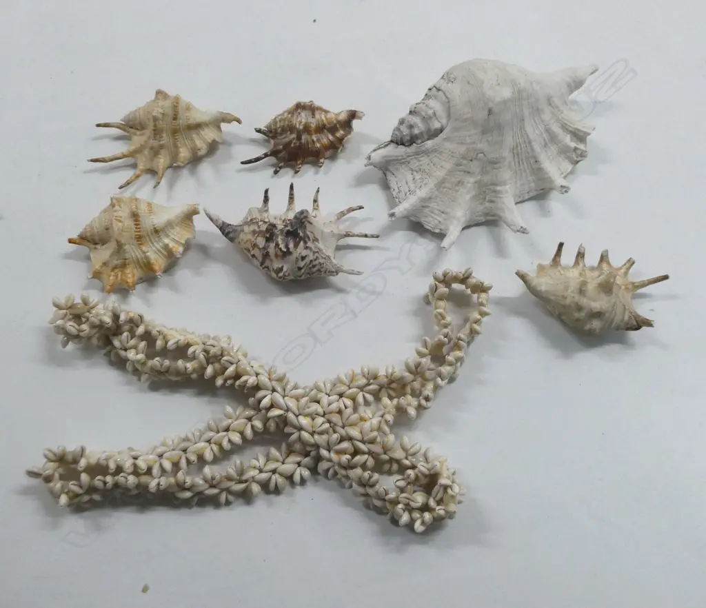 6 SPIDER SHELLS & 2 COWRIE SHELL NECKLACES Image 1++