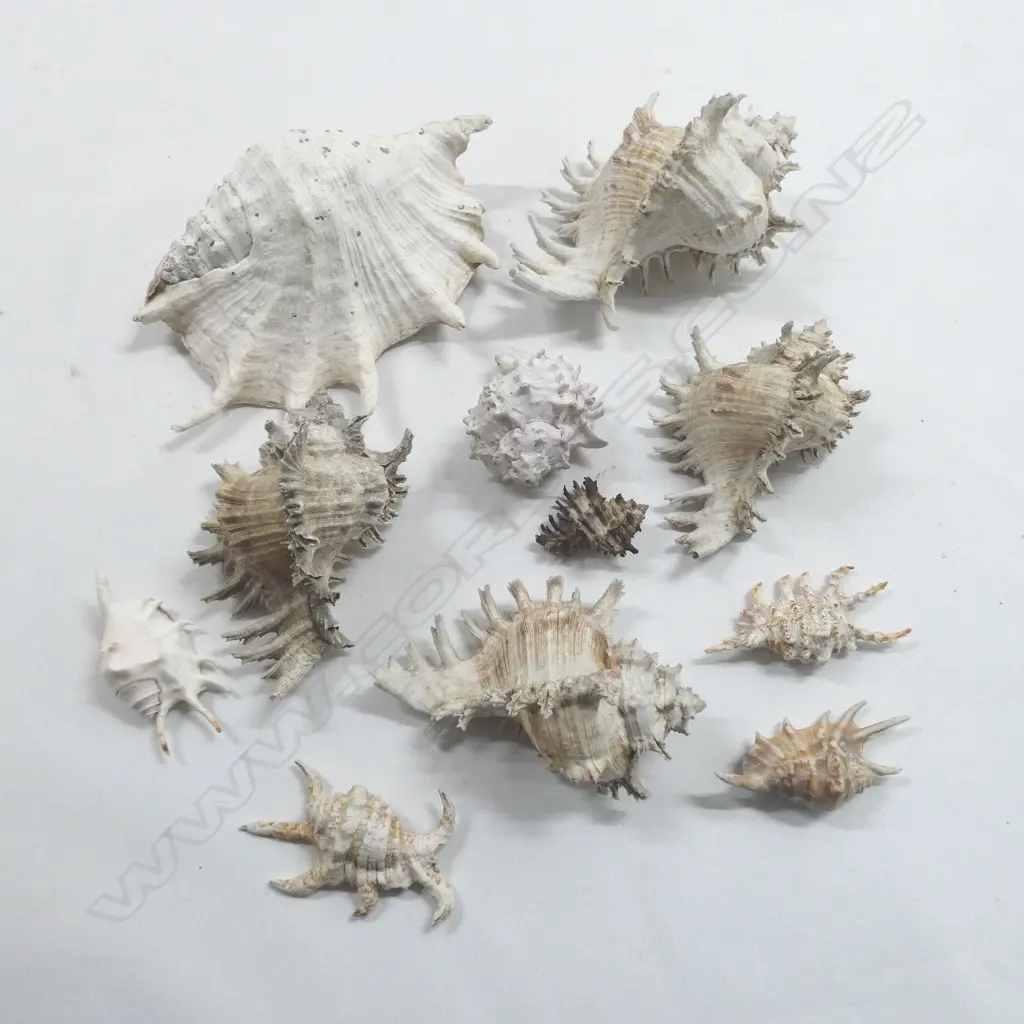 COL. SPIDER SHELLS (11); Largest L.280MM Image 1++