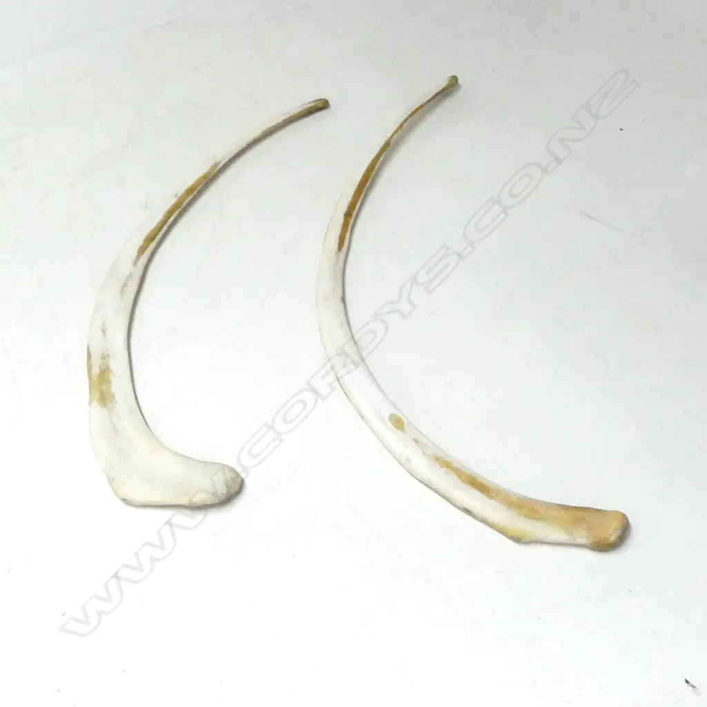 2 LGE RIB BONES from a very lge mamal L.1740mm longest Image 1++