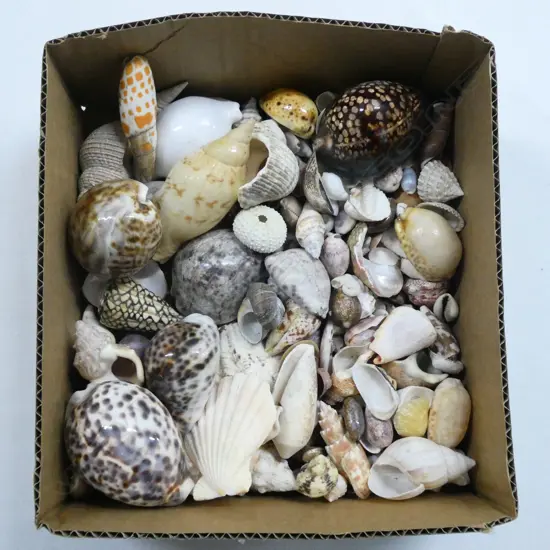 ASST. SMALL SHELLS