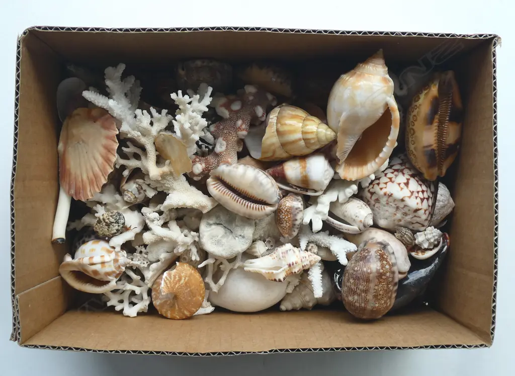 ASST. CORAL & SHELLS etc Image 1++