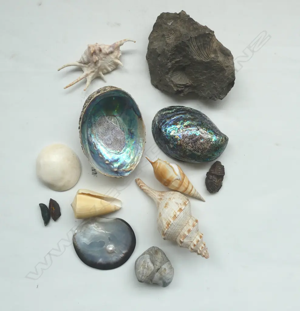 4 FOSSIL STONES, SHELL, SML. POUNAMU L.35mm, 2 ARTS&CRAFT PAUA SHELLS, etc Image 1++