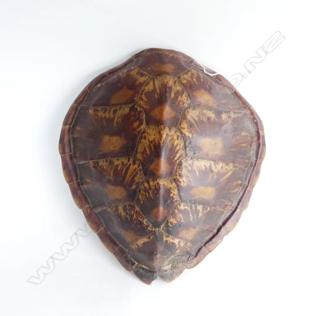 TURTLE SHELL L.450mm Image 1++