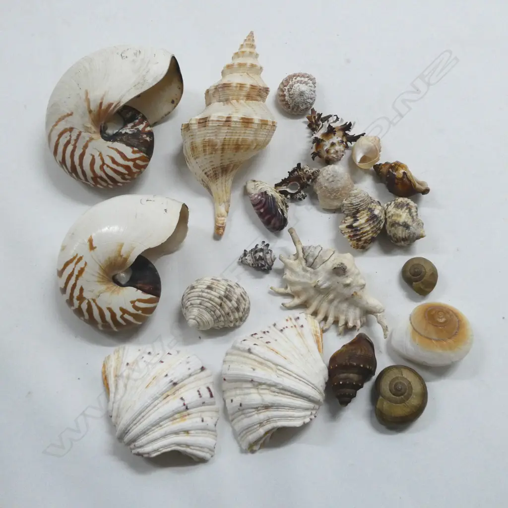 COL. ASST. MEDIUM SHELLS INCL. SNAILS, SPIDER, etc Image 1++