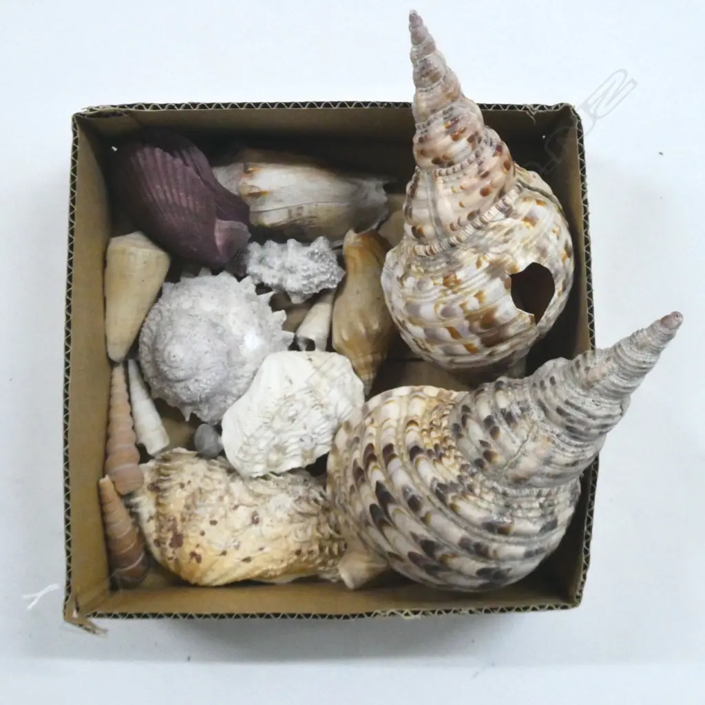 COL. ASST. MEDIUM SHELLS Image 1++