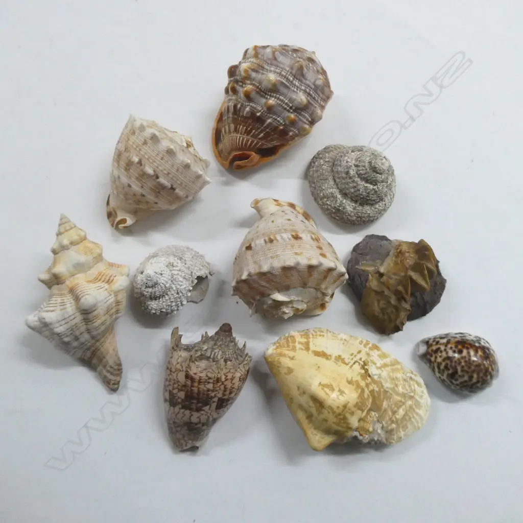 ASST. SHELLS (10) Image 1++