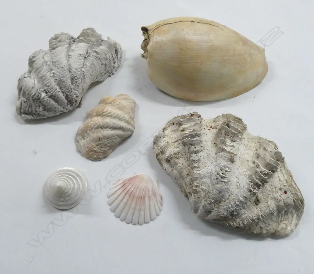 6 ASST. SHELLS; 2 CLAM SHELL HALVES, etc Image 1++