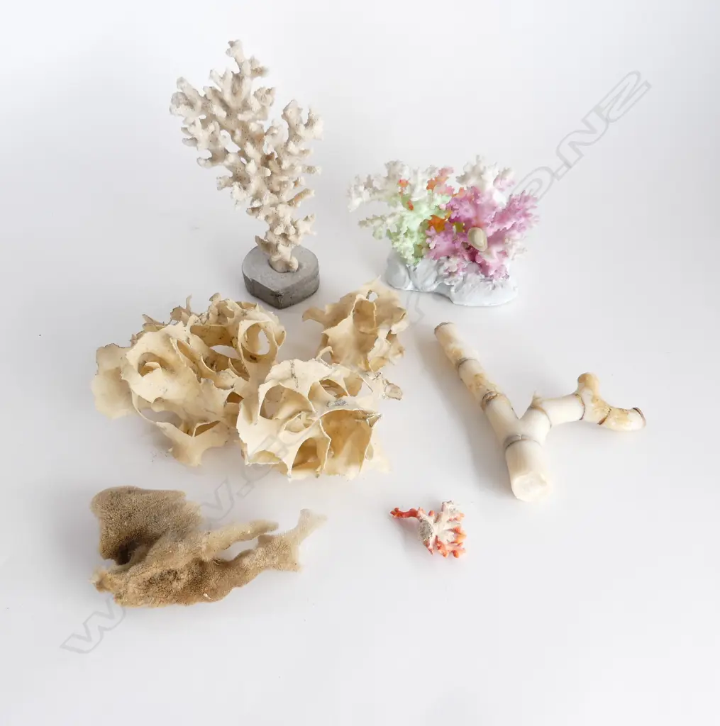 ASST. CORAL INCL. WHITE STAGHORN, etc Image 1++