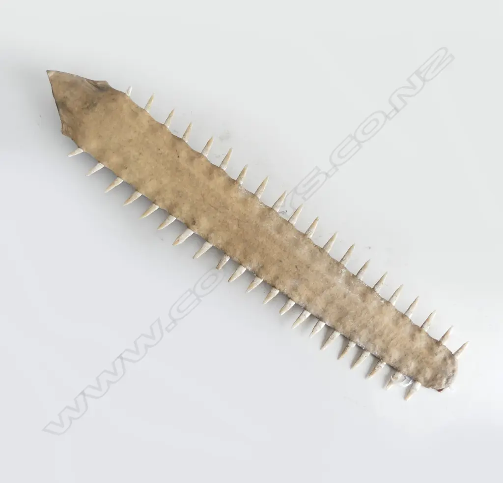 SWORDFISH BILL L.530mm Image 1++