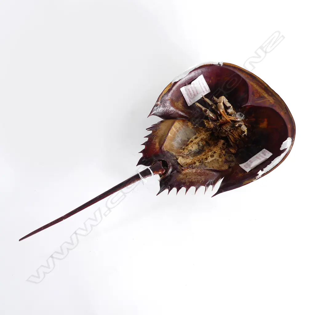 TAXIDERMY HORSESHOW CRAB; Losses to soft tissue, L.455mm Image 1++