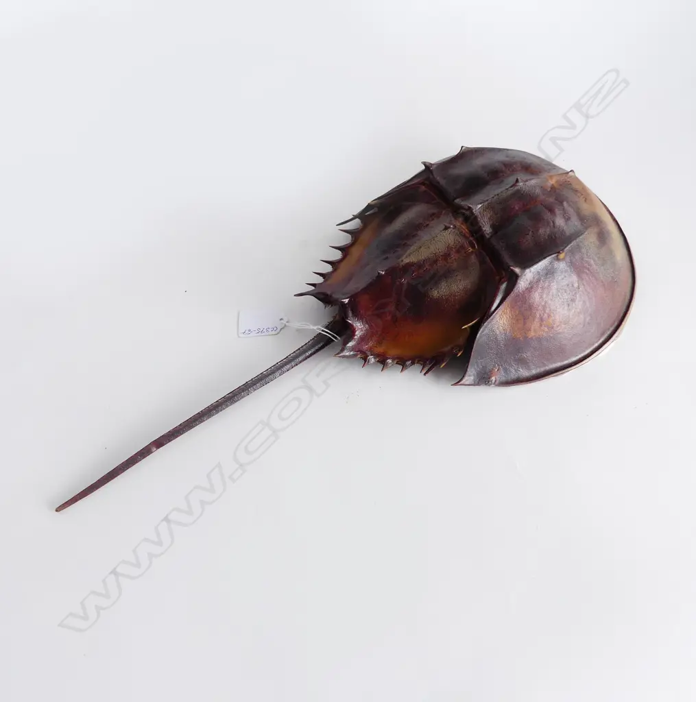 TAXIDERMY HORSESHOW CRAB; Losses to soft tissue, L.455mm Image 1++