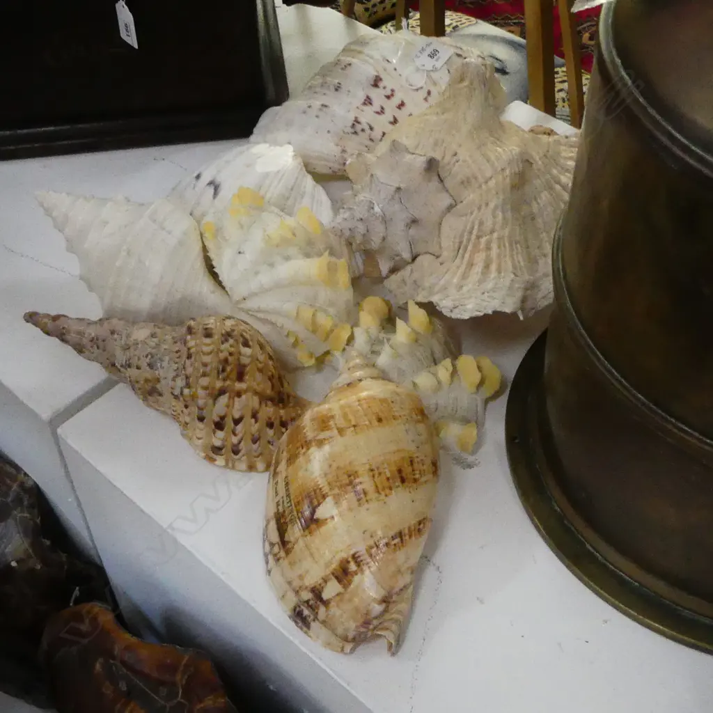 8 ASST SHELLS INCL. CLAM etc Image 1++