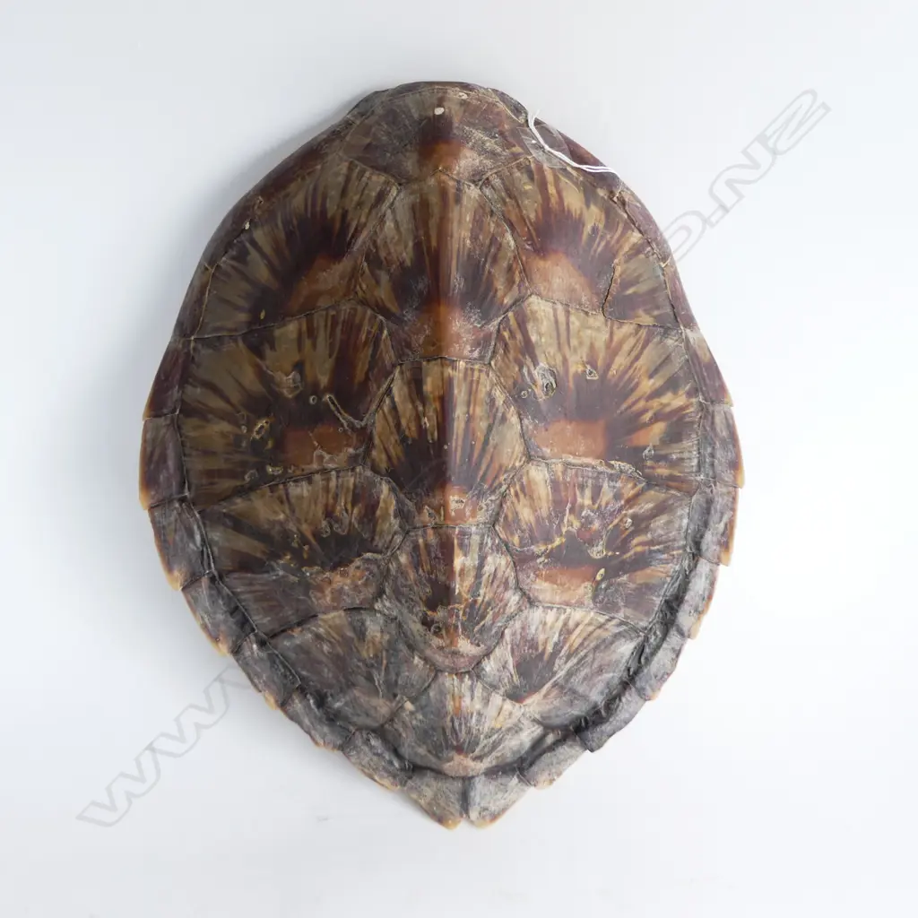 TURTLE SHELL L.400mm Image 1++