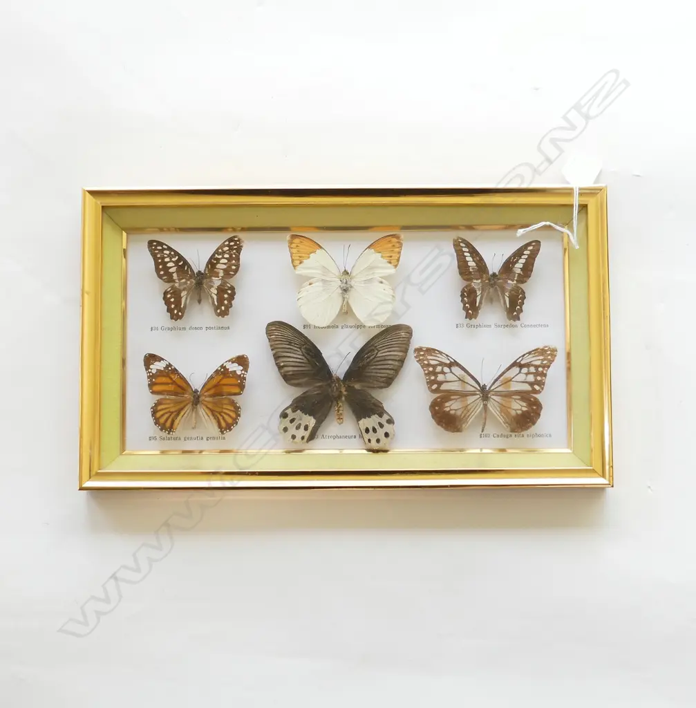 FRAMED BUTTERFLYS H210 L370MM Image 1++