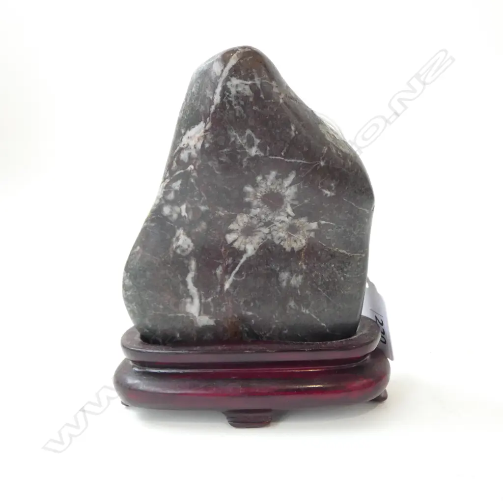 FOSSIL FLOWER IN ROCK SCHOLARS ROCK in stand. H.135mm Image 1++