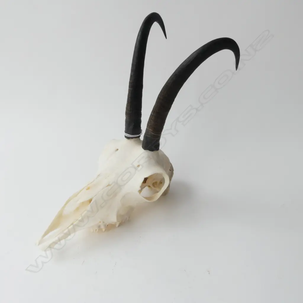 HORNED SKULL H.250mm Image 1++