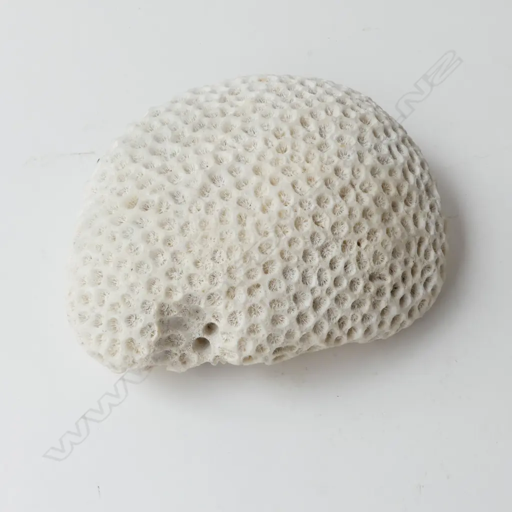 GONIASTREA STONY CORAL HEAD of flat rounded form. 150 x 120mm Image 1++