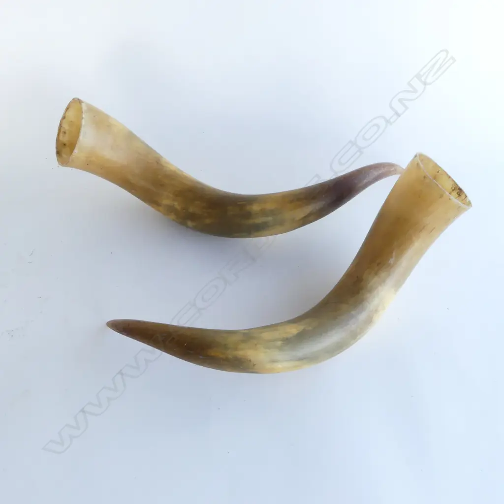 PR LONG HORNS L.400mm Image 1++