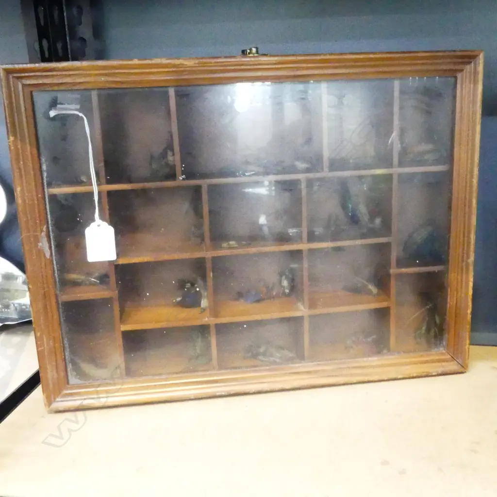 ASST FLIES IN DISPLAY CABINET, 310x65x405mm Image 1++