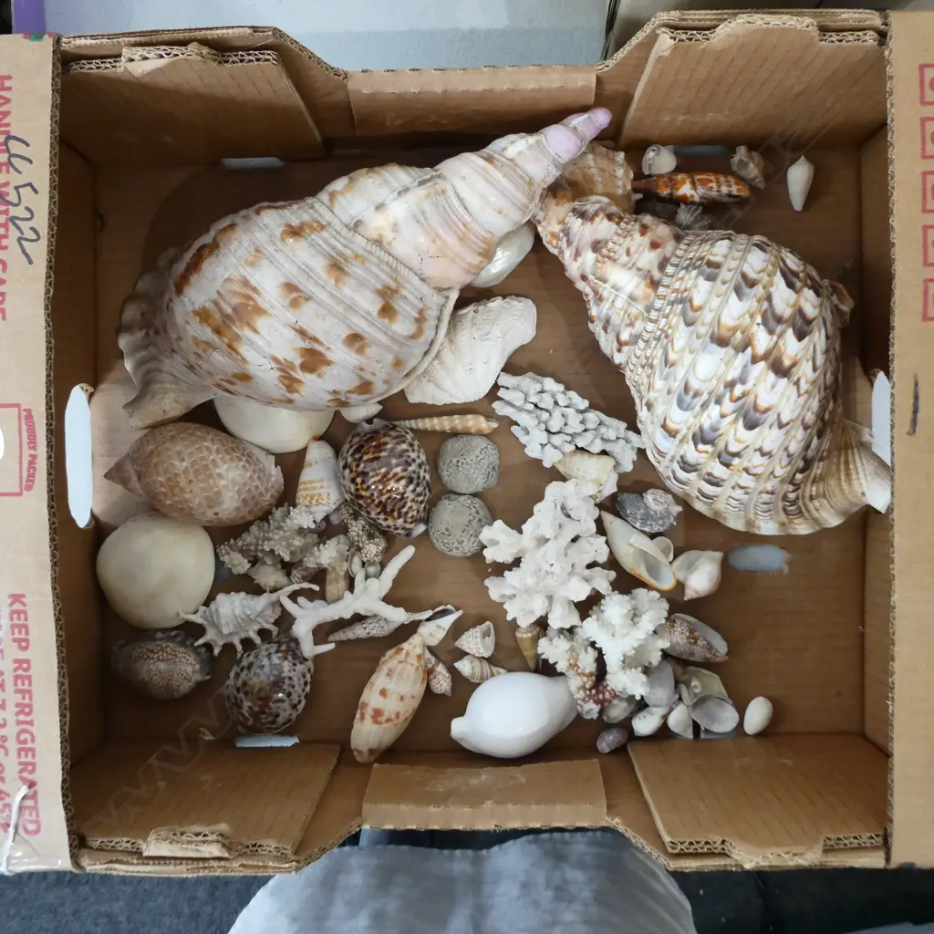 ASST. SHELLS Image 1++