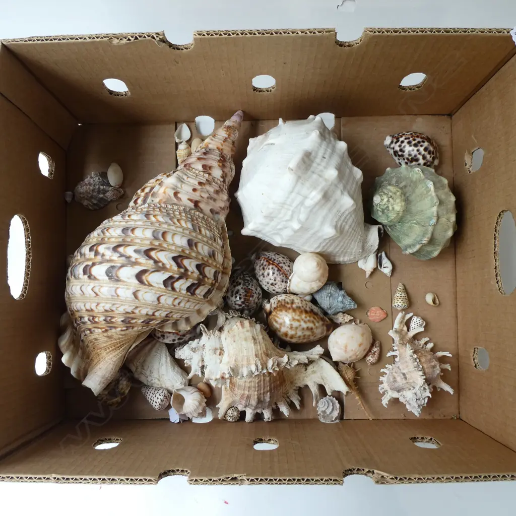 ASST. SHELLS Image 1++
