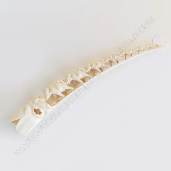 CARVED IVORY TUSK AS ELEPHANT BRIDGE L360MM