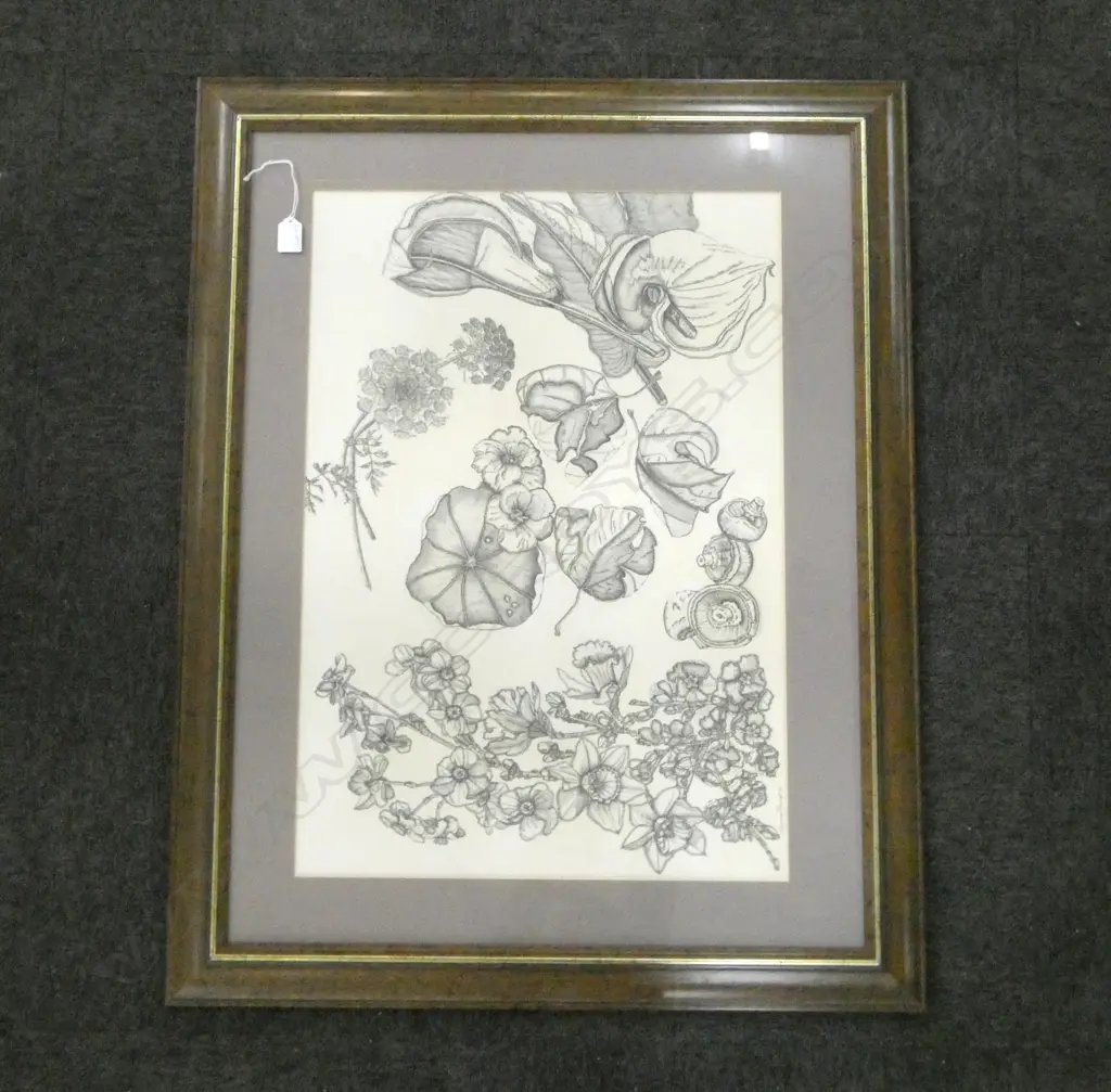 VIRGINA BECROFT, PENCIL DRAWING OF PLANTS, '86 480x690mm Image 1++