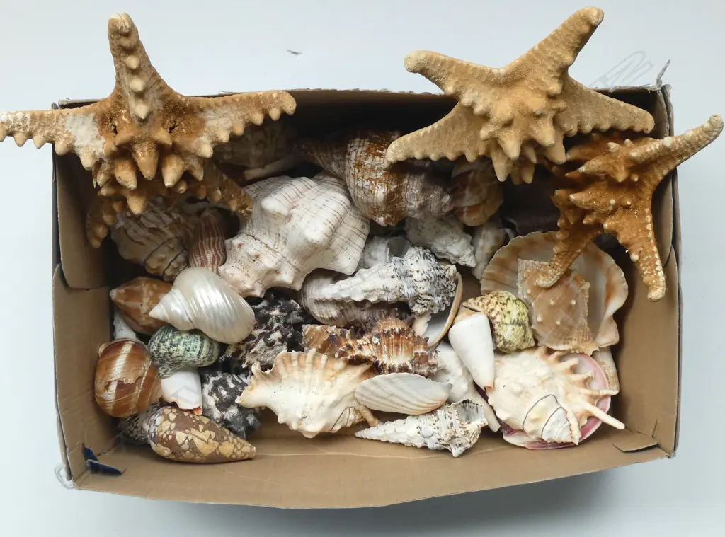 ASST. SHELLS + 3 STAR FISH (1 w. FAULTS) Image 1++