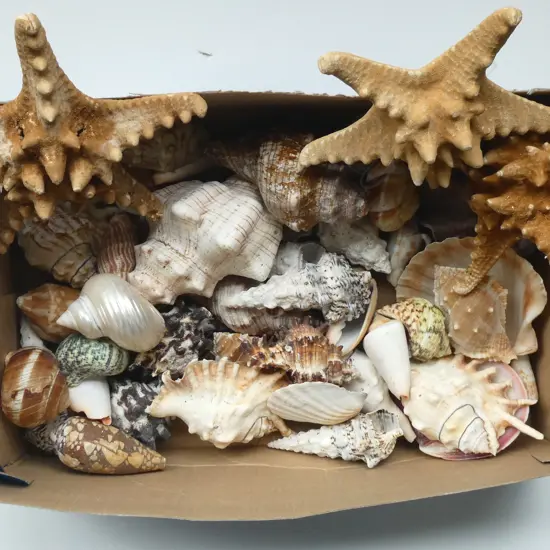 ASST. SHELLS + 3 STAR FISH (1 w. FAULTS)